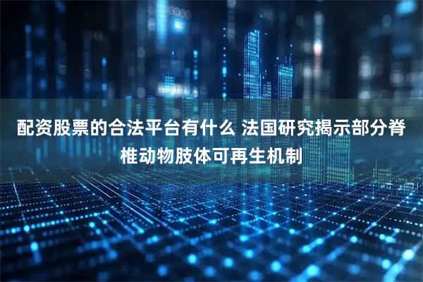 配资股票的合法平台有什么 法国研究揭示部分脊椎动物肢体可再生机制