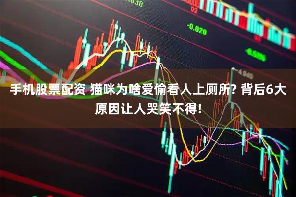 手机股票配资 猫咪为啥爱偷看人上厕所? 背后6大原因让人哭笑不得!