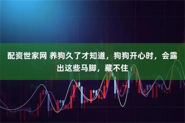 配资世家网 养狗久了才知道，狗狗开心时，会露出这些马脚，藏不住