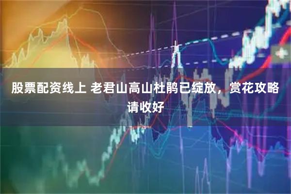 股票配资线上 老君山高山杜鹃已绽放,赏花攻略请收好